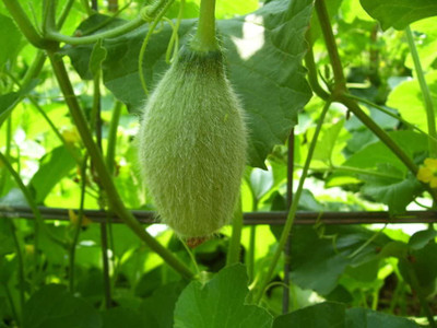 WILLVINE Muskmelon Seed(100 per packet)