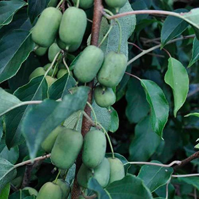 Biosnyg Hardy Kiwi (Actinidia arguta) Rare Cold-Tolerant Kiwi Fruit 1gm Seeds Seed(1 g)