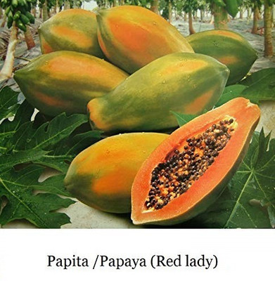 ActrovaX Papaya Papita [400 Seeds] Seed(400 per packet)