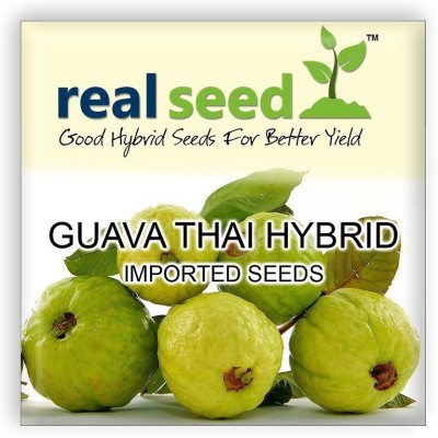 ActrovaX Real Seed Thai Guava Hybrid Fruit [100 Seeds] Seed(100 per packet)