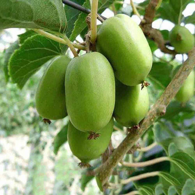WILLVINE Kiwi Seeds Tropical Fruit Seeds Rare Cold-Tolerant Seed(50 per packet)