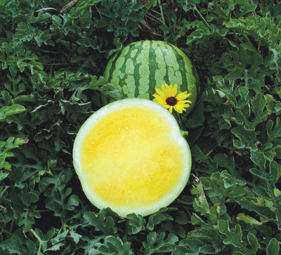 WILLVINE Watermelon Heirlooms Prolific Seed(50 per packet)