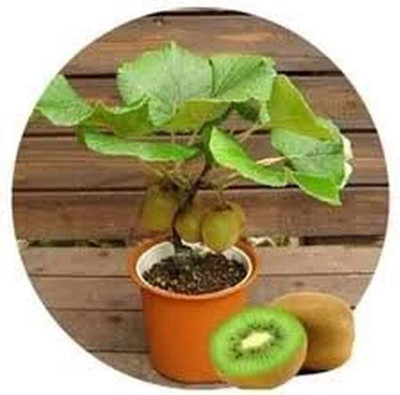 WILLVINE Kiwi Seeds Kiwi Fruit Seeds Seed(50 per packet)