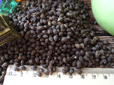ActrovaX Red Lady Papaya Seed 786 F1 Hybrid Taiwan [6400 Seeds] Seed(6400 per packet)