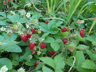WILLVINE Wild Strawberry Seeds Plants Ground Cover Fast Spread Seed(50 per packet)