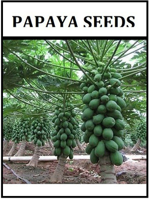 ActrovaX Papaya Seed(200 per packet)
