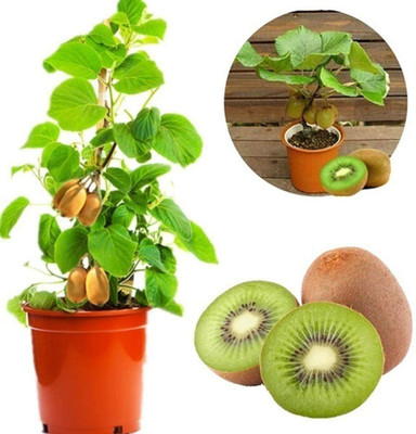 WILLVINE Cold-Tolerant Kiwi Seeds Seed(50 per packet)