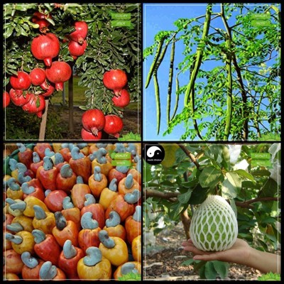 ActrovaX Pomagranate Dwarf, Drumstick, Cashew Seed, Giant Guava Tree Fruit [400 Seeds] Seed(400 per packet)