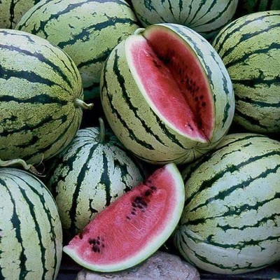 WILLVINE ™Chris Cross Watermelon Seeds Rare Non-GMO Organic Heirloom Seed(200 per packet)