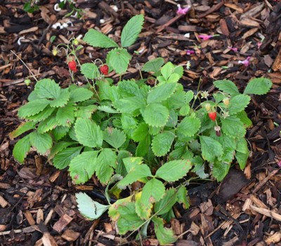 WILLVINE STRAWBERRY White Fruit Seeds Seed(100 per packet)