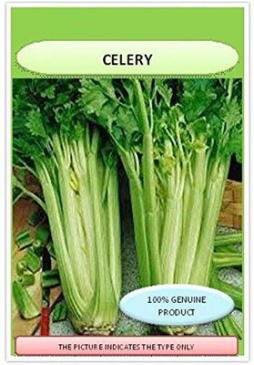 Biosnyg GREEN Celery Herb Organic F1 Hybrid Seeds 5000 Seeds Seed(5000 per packet)