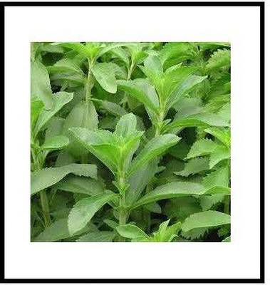 VibeX High Germination Oregano Herb Seed(70 per packet)