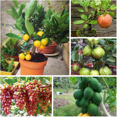 ActrovaX Dwarf Fruit Grapes Guava Apple Orange Papaya [400 Seeds] Seed(400 per packet)