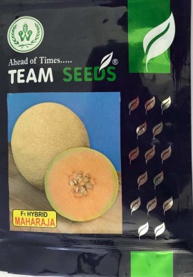 ActrovaX Muskmelon Kharbuja F-1 Hybrid Maharaja [500 Seeds] Seed(500 per packet)