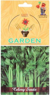 ActrovaX Garden Celery Vegetable Seed [2000 Seeds] Seed(2000 per packet)