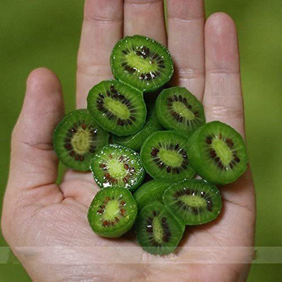 WILLVINE ™Home Garden Decor Kiwi Seed Seed(100 per packet)
