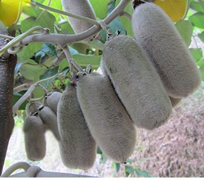 ActrovaX Japanese Actinidia Eriantha Kiwi Fruit [400 Seeds] Seed(400 per packet)
