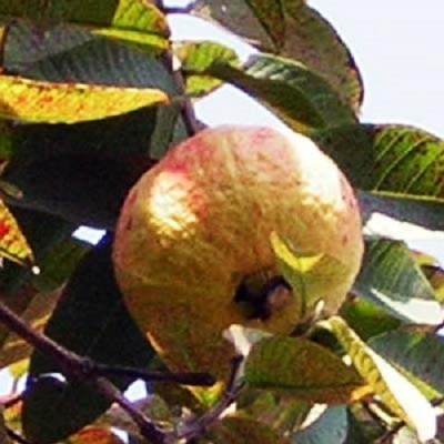 ActrovaX Giant Thailand Guava Fruit [100 Seeds] Seed(100 per packet)
