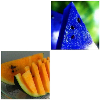 Biosnyg Blue & Orange Watermelon Dwarf Potted Fruit Seeds Combo 100 Seeds Seed(100 per packet)