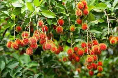 Bijaya Online Store Rambutan/Nephelium Seed Seed(1 per packet)