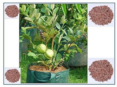 ActrovaX Guava Hybrid Fruit [10gm Seeds] Seed(10 g)