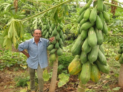 ActrovaX Giant Papaya Fruit [20gm Seeds] Seed(20 g)