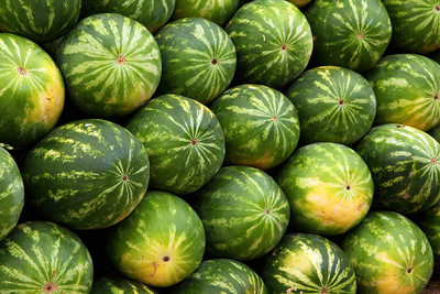 WILLVINE ™Watermelon Flash F1 Hybrid Seeds Seed(200 per packet)