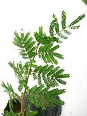 AquinnahGaden Shami/Jand Plant(Hybrid, Pack of 1)