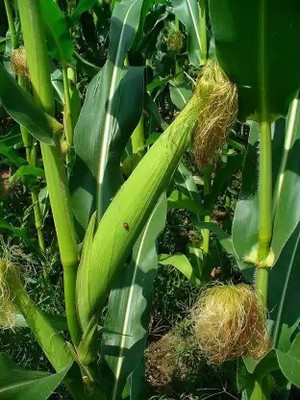 MAA Sweet Corn, Bhutta Seed(64 per packet)
