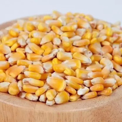 MAA Sweet Corn, Bhutta Seed(31 per packet)