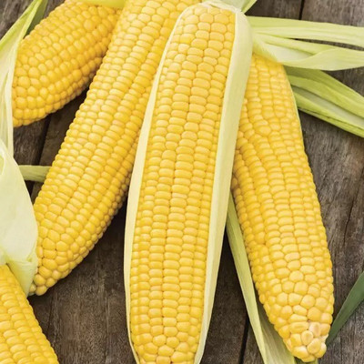 MAA Sweet Corn, Bhutta Seed(64 per packet)