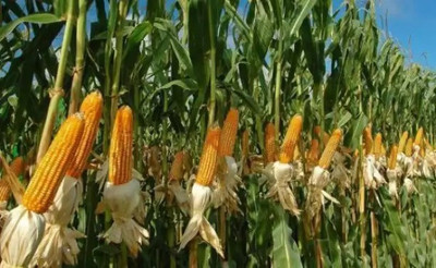 MAA Sweet Corn, Bhutta Seed(13 per packet)