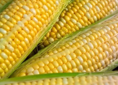 MAA Sweet Corn, Bhutta Seed(100 per packet)