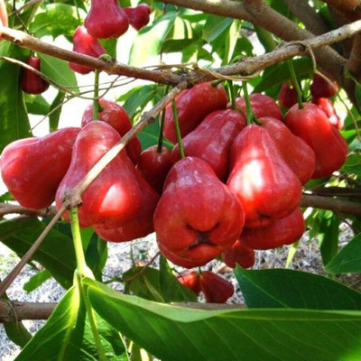 Earth Plant Farm Java Plum Plant(Hybrid, Pack of 1)