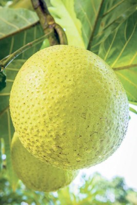 Aquinnah Graden Breadfruit Plant(Hybrid, Pack of 1)