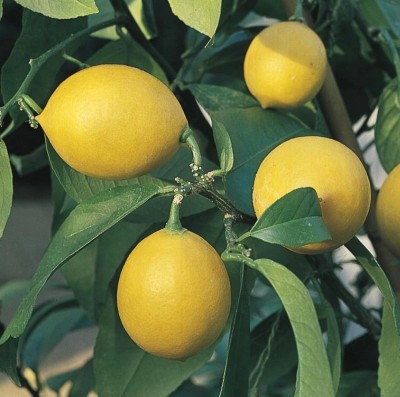 Padmavati Lemon Plant(Hybrid, Pack of 1)