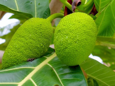 GreenyOn Breadfruit Plant(Hybrid, Pack of 1)