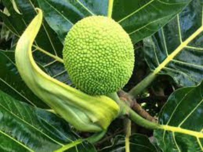 Aquinnah Graden Breadfruit Plant(Hybrid, Pack of 1)