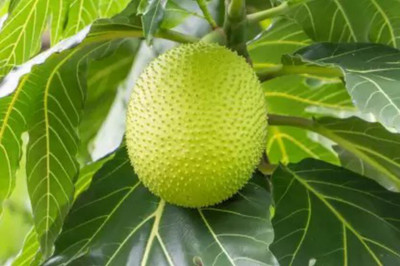 EliteGreen Breadfruit Plant(Hybrid, Pack of 1)