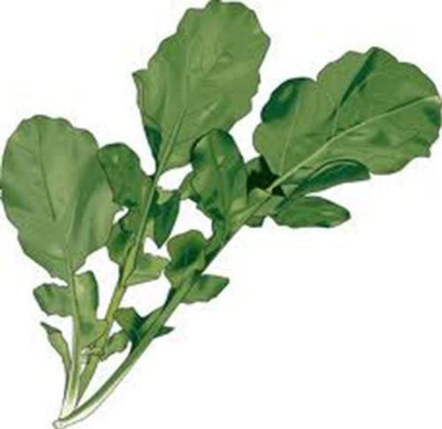 VibeX NBIR-59 - Arugula Salad Rocket - (2250 Seeds) Seed(2250 per packet)