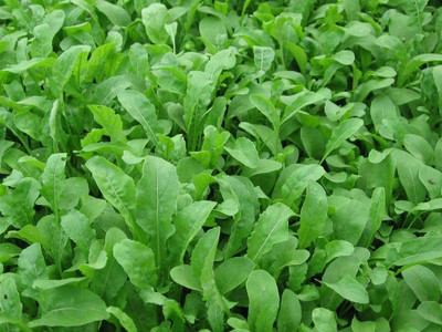 WILLVINE ™Arugula Seeds- Astro,Leafy Vegetables,Salads pizza to sandwiches Seed(1000 per packet)