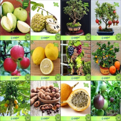 ActrovaX Thailand Guava, Anona, Guava, Pomagranate,Lemon,Grape,Orange,Papaya [400 Seeds] Seed(400 per packet)