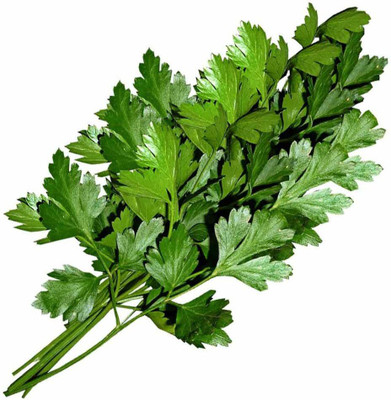 WILLVINE Coriander Imported Green-Dhaniya Seeds Seed(1000 per packet)