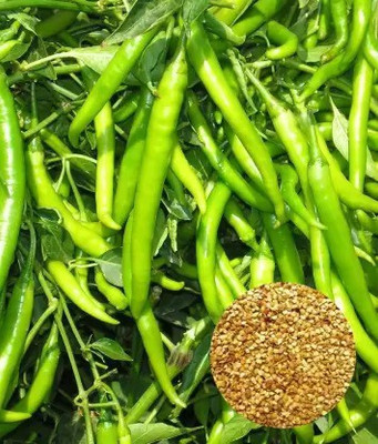 MAA Green Chilli, Chilli Pepper, Mirchi Seed(90 per packet)