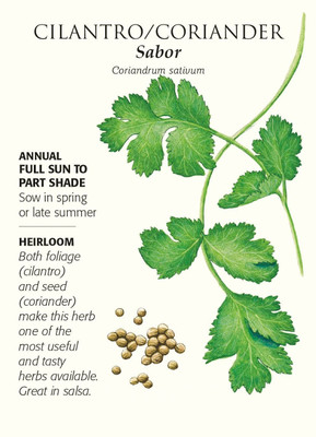 WILLVINE Cilantro Seed(500 per packet)