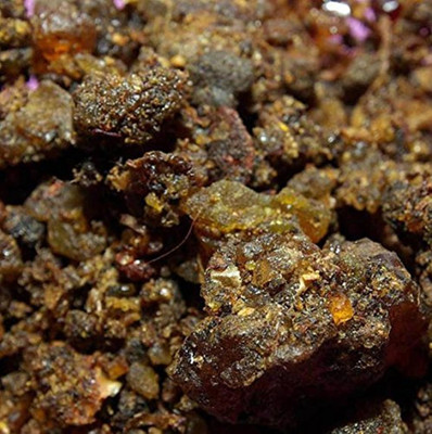 Kapebonavista Guggul Gugal Gugula Dhoop Commiphora Mukul Myrrh 250gms Seed(1 per packet)