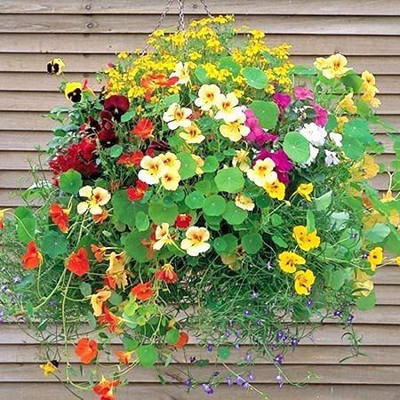 Aywal Nasturtium Double Mix Flower Seed(17 per packet)
