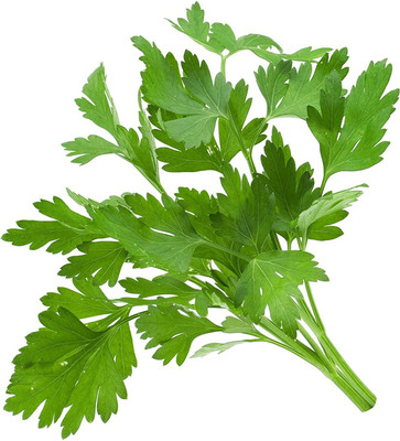 WILLVINE Cilantro Seeds Non-gmoUsa NOT China Seed(1000 per packet)