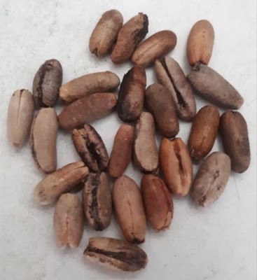 Ravel Rare Phoenix Dactylifera Date Pam Seeds for Growing / Khajur seed _250 gm Seed(250 g)