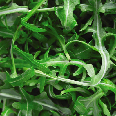 WILLVINE ™Thin-Leaf Russian Dvoryadnik Indau (arugula Wild) Seed(1000 per packet)